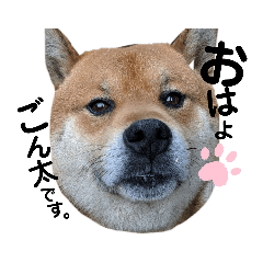 [LINEスタンプ] 柴犬ごんちゃん