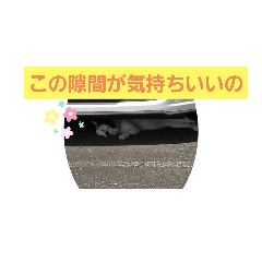 [LINEスタンプ] にゃ～ごまざり