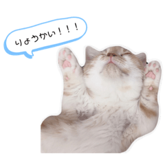 [LINEスタンプ] マンチカンたいのスタンプ