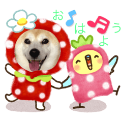 [LINEスタンプ] 柴犬ハッピーちゃん♡