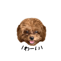 [LINEスタンプ] ぷーどるのききくん2