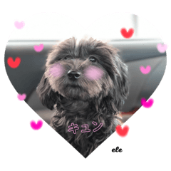 [LINEスタンプ] 愛犬エレのスタンプ