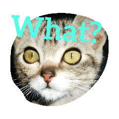 [LINEスタンプ] アメショの鉄くん 3