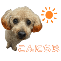 [LINEスタンプ] トイプーちっぷ