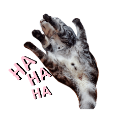 [LINEスタンプ] 国さんちの猫