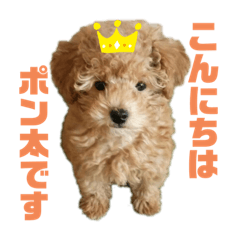 [LINEスタンプ] トイプードルのポン太