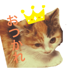 [LINEスタンプ] スタンプうちの猫