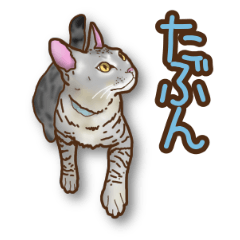 [LINEスタンプ] ベンガル猫シェリーとアーサーとソーニャ