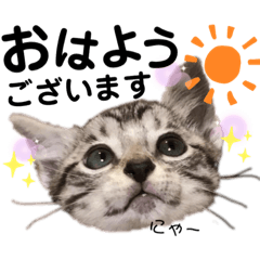 [LINEスタンプ] 猫だんご3兄妹♪日常パック