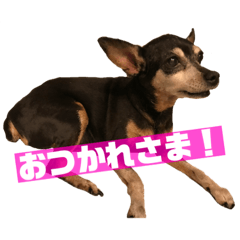 [LINEスタンプ] かわいいルイたん