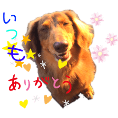[LINEスタンプ] チョコくん stamp