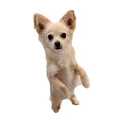 [LINEスタンプ] チワワのルウ