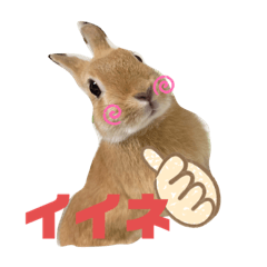 [LINEスタンプ] うさぎのRockyの日常3