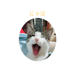 [LINEスタンプ] 猫の天ちゃん