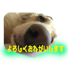 [LINEスタンプ] わんこのひび