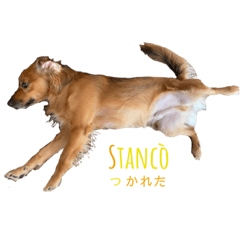 [LINEスタンプ] Io sono JUNGLE Ⅱ