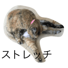 [LINEスタンプ] 猫のサーちゃん♡