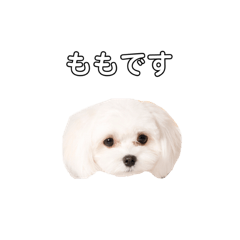 [LINEスタンプ] ももぴすたんぷ（1)