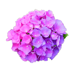 [LINEスタンプ] お花だけ②