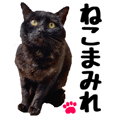 [LINEスタンプ] まみ ねこまみれ2