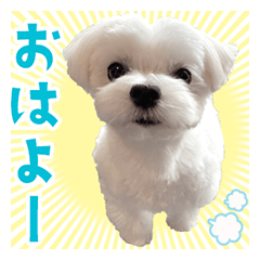 [LINEスタンプ] マルチーズのジョースケ！