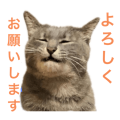 [LINEスタンプ] うちの猫  ～日常編～