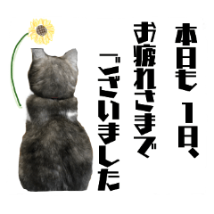 [LINEスタンプ] 猫のひと言。ときどき犬。