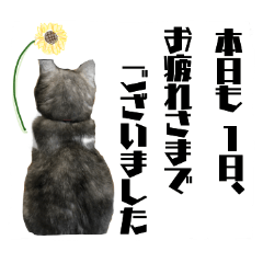 [LINEスタンプ] 猫のひと言。ときどき犬。の画像（メイン）