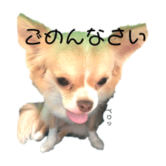 [LINEスタンプ] チワわんスタンプ