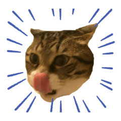 [LINEスタンプ] ただの愛猫