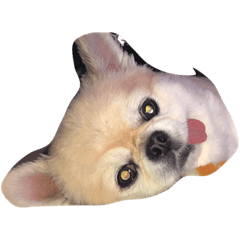 [LINEスタンプ] あすきん