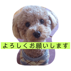 [LINEスタンプ] ローラの写真スタンプ