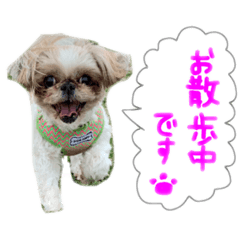 [LINEスタンプ] ぴこにゃんスタンプ①
