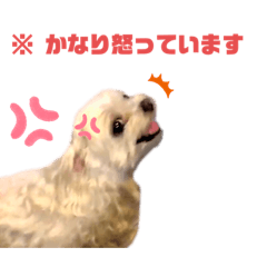 [LINEスタンプ] 愛犬 チロ