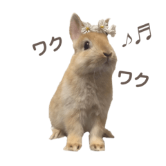[LINEスタンプ] のんびりココ