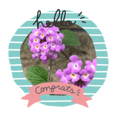 [LINEスタンプ] 琴乃の花のスタンプ2