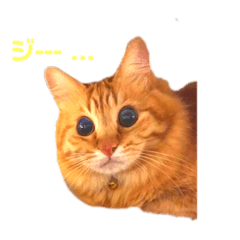 [LINEスタンプ] うちの飼い猫シリーズ