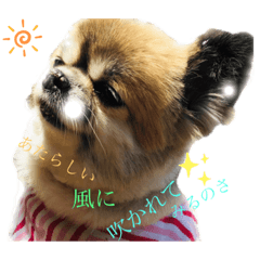 [LINEスタンプ] チワワーク Life
