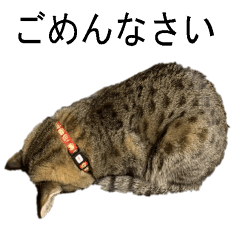[LINEスタンプ] オシキャット「むぎ」その2.1 (修正版です)
