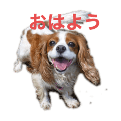 [LINEスタンプ] 可愛いキャバリアk＆y