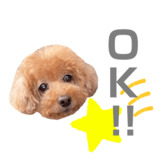 [LINEスタンプ] トイプーのはなちゃん
