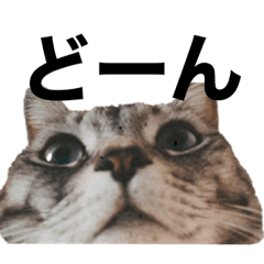 [LINEスタンプ] 猫 なつめ
