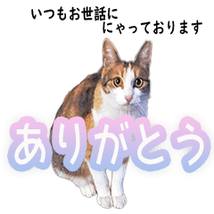 [LINEスタンプ] 地域猫のとらちゃん
