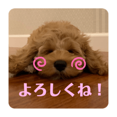 [LINEスタンプ] コッカプーのANDY