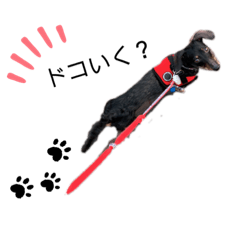 [LINEスタンプ] ダックスあるある2