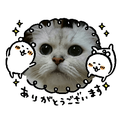 [LINEスタンプ] ねこちゃんずのスタンプ