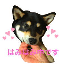 [LINEスタンプ] サスケ 第一弾