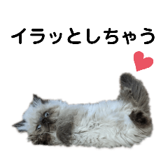 [LINEスタンプ] エキゾチックの喜怒哀楽