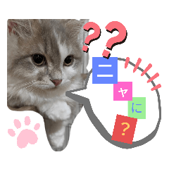 [LINEスタンプ] 猫のミヌエット