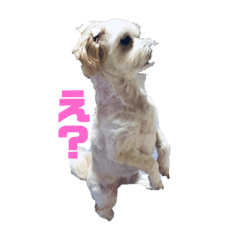 [LINEスタンプ] ちい38